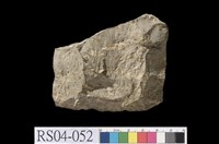 藏品(珊瑚石灰岩)的圖片